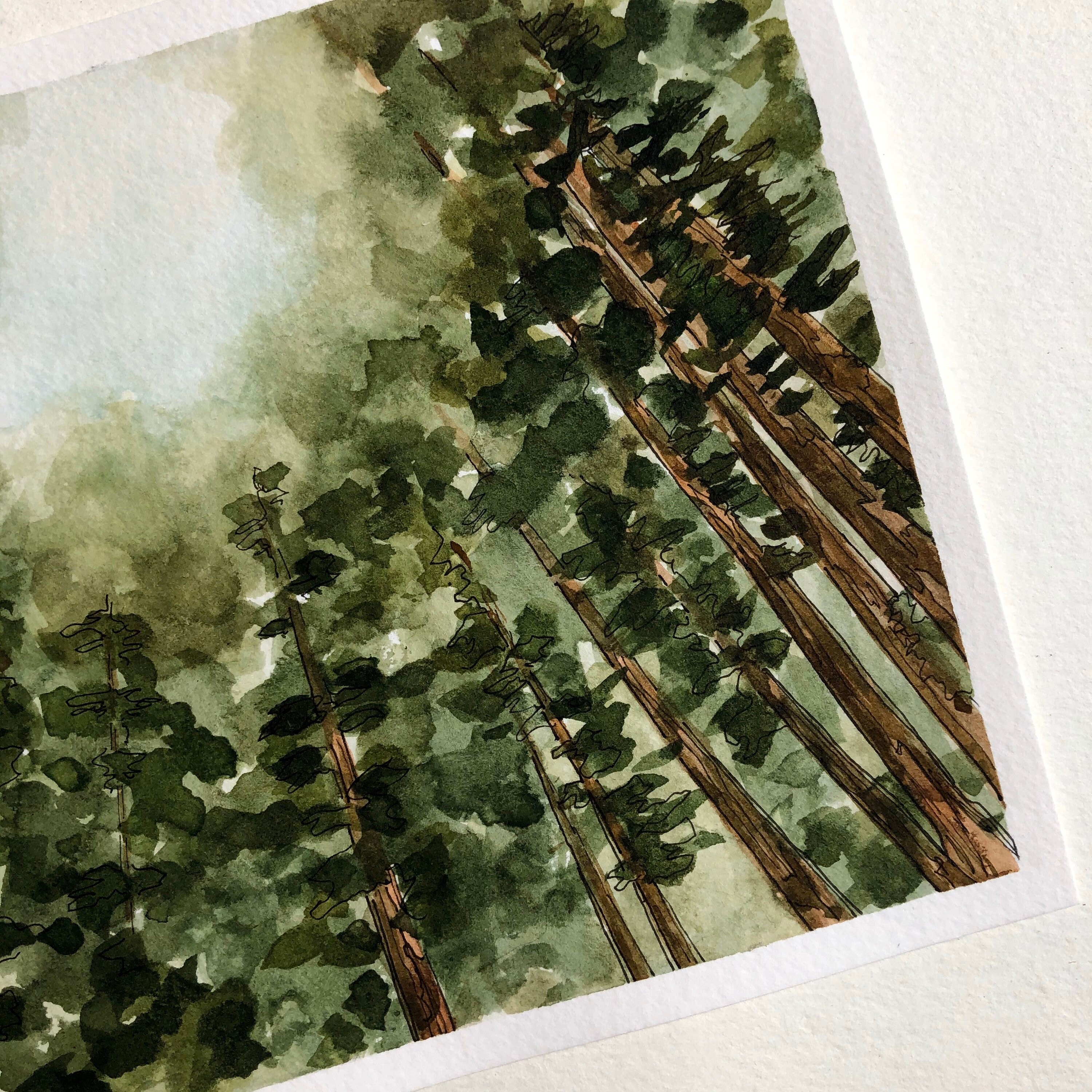Looking Up, Muir Woods Watercolor Landscape Peaceful Redwood Forest