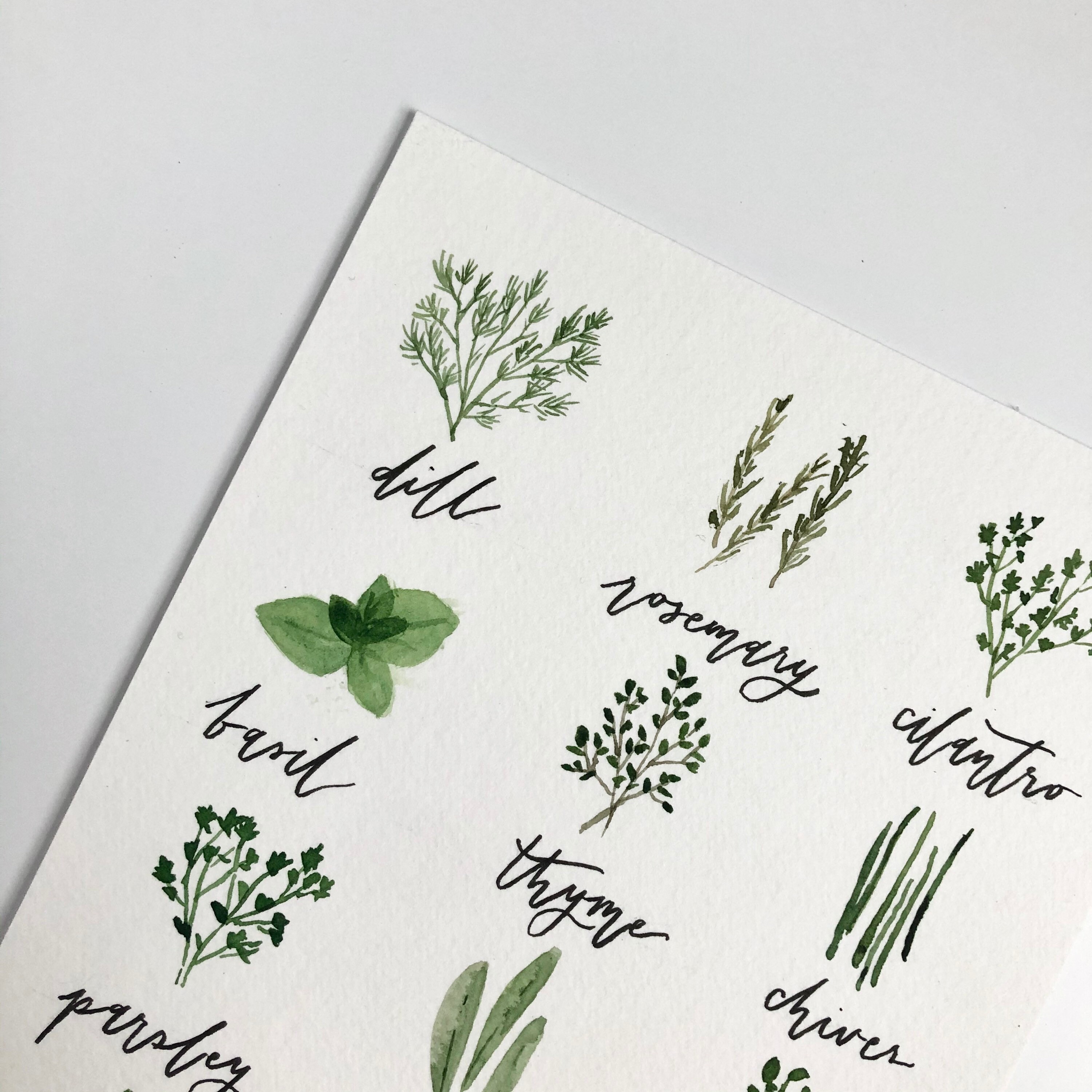 Watercolor Herb Chart Original Artwork Fresh Herbs Handlettered