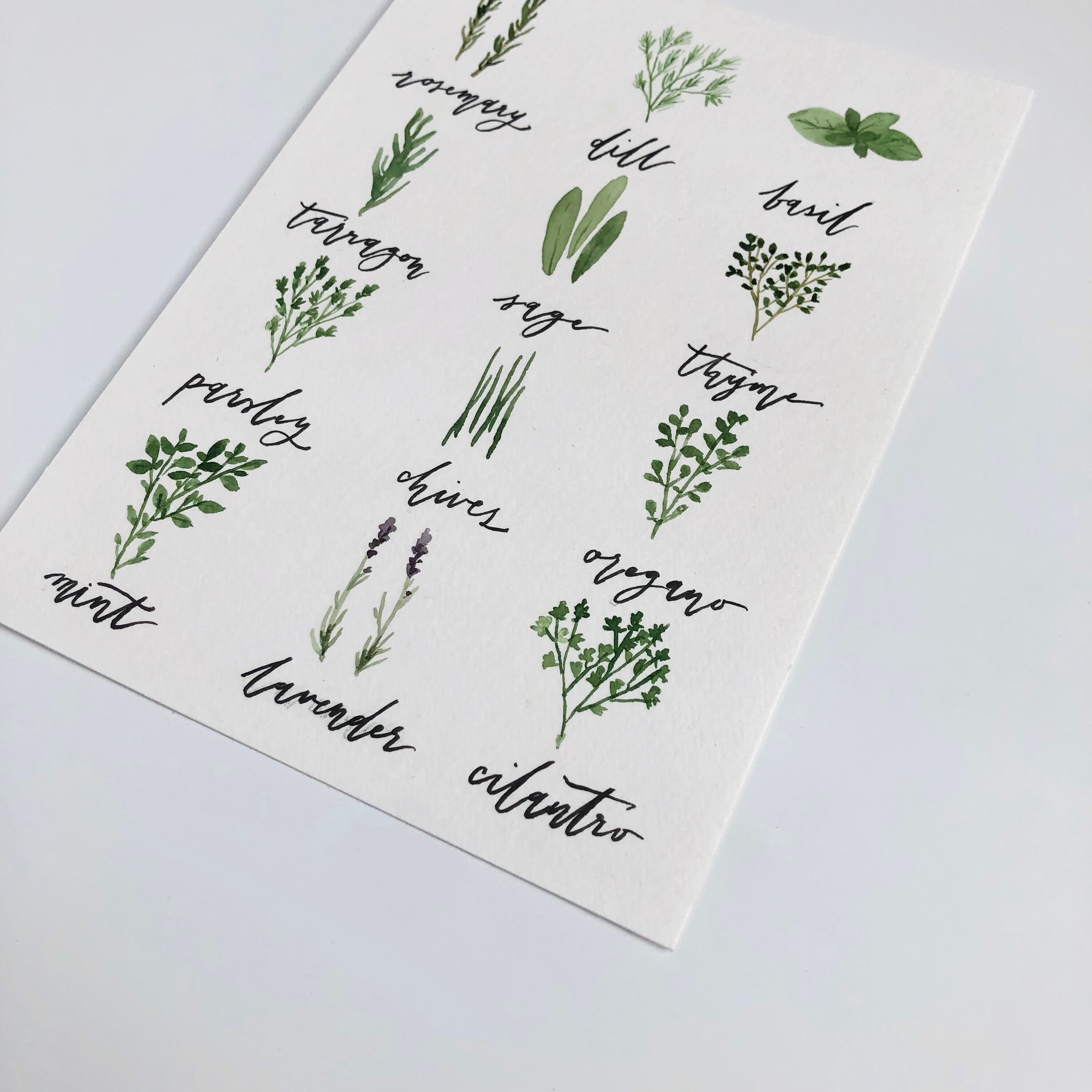 Watercolor Herb Chart Original Artwork Fresh Herbs Handlettered