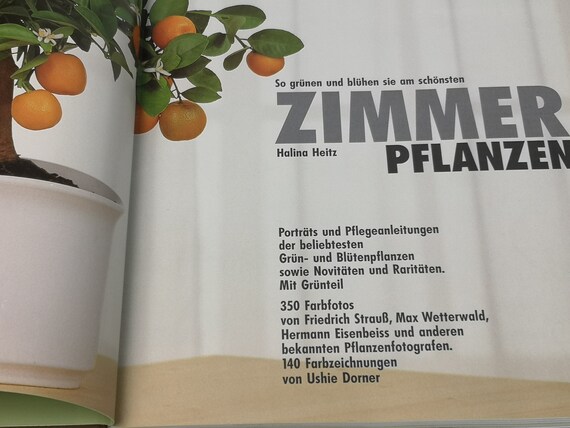 strelitzie als zimmerpflanze Strelitzia Nicolai Zimmerpflanze – online kaufen main image 1