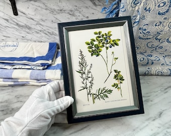 Könnte beinhalten: Ein gerahmter botanischer Druck mit Illustrationen von Pflanzen mit grünen Blättern und blauen Beeren. Der Druck hat einen dunkelblauen Rahmen mit einem silbernen Innenrand. Der Text "BLAU-UND PREISELBEEREN" ist sichtbar.