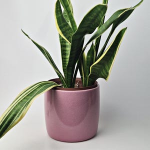 Könnte beinhalten: Eine Bogenhanf-Pflanze in einem rosa Keramiktopf. Die Pflanze hat lange, grüne Blätter mit gelben Rändern und weißen Streifen. Der Topf ist glänzend rosa. Der Hintergrund ist weiß.