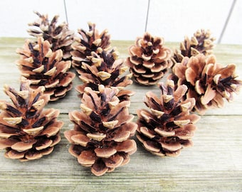 15 fir cones, pine cones from Germany, Harz, floristry