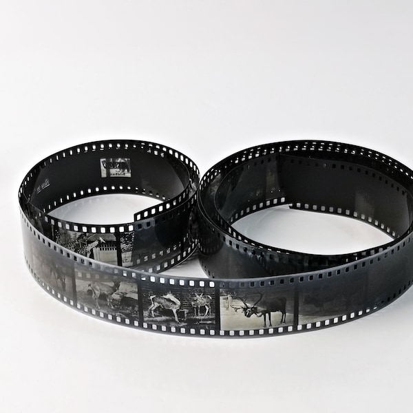Roll film "Animals in the Dresden Zoo" / DEFA Film / Animal photography / Black and white photos for film projects