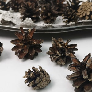 30 cones, small pine cones, pine cones, from Germany Harz Floristik
