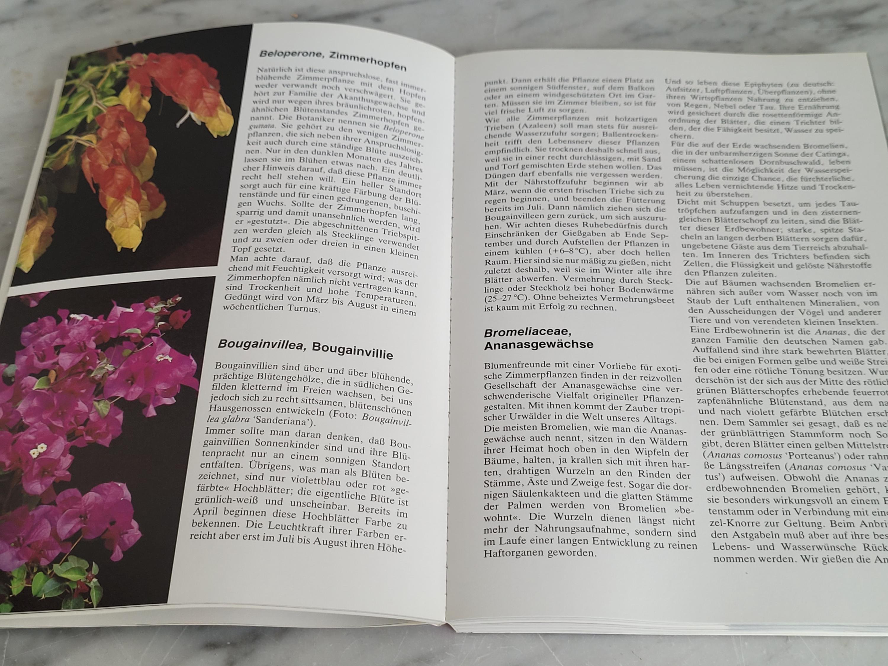 Vintage Buch "Hausbuch der Zimmerpflanzen" Ratgeber Pflanzen von Karlheinz  Jacobi / deutsche Sprache / grnes zu Hause - Etsy.de