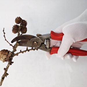 May include: A gloved hand holds a pair of red-handled pruning shears, cutting a brown twig with several small pine cones.