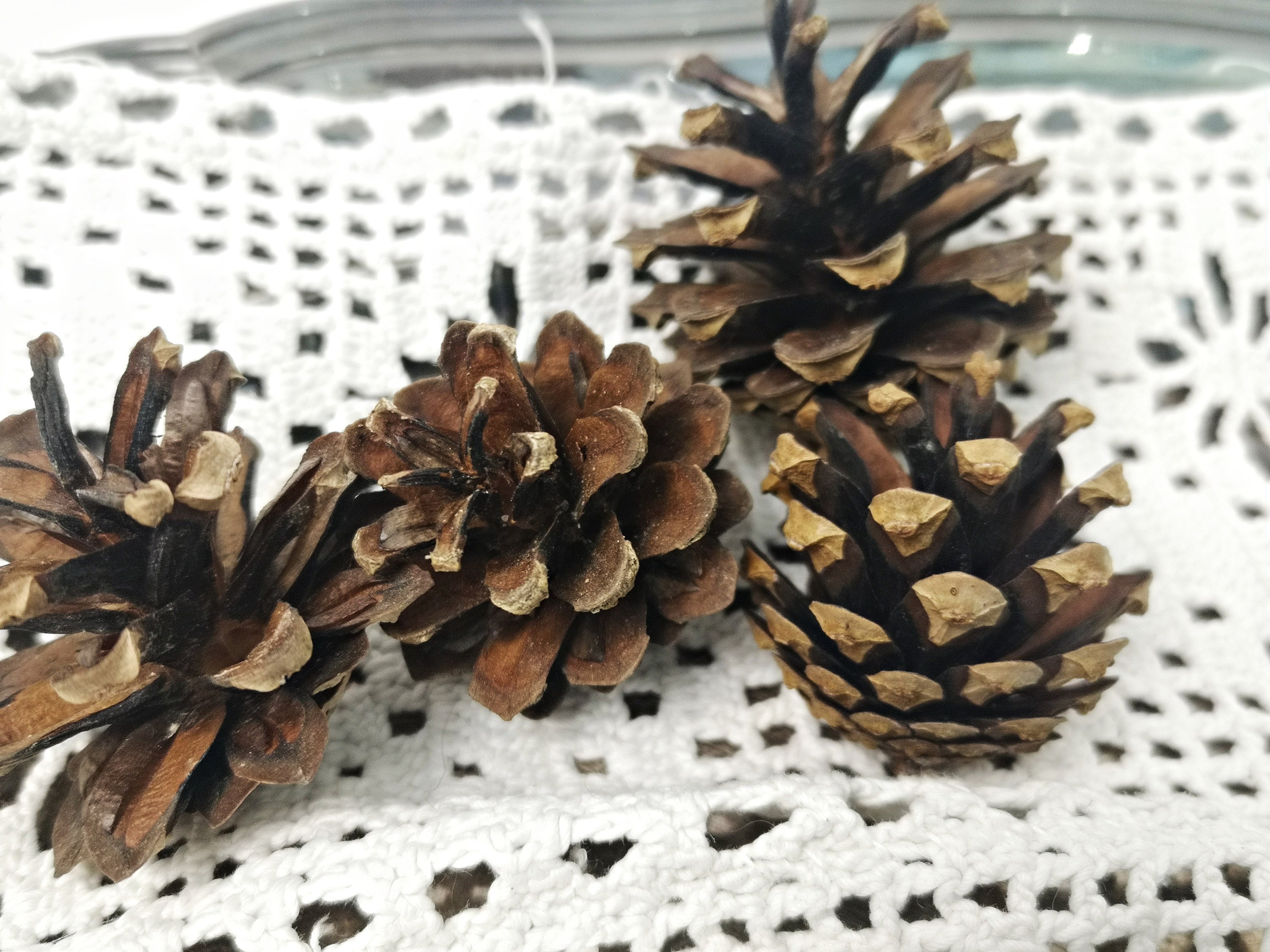 30pcs Small Pine Cones, Wreath Wooden Supplies, Floristic Materials for  Fall Weddings, Woodland Project Kit, Christmas Decoration Materials 