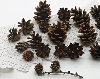 over 50 mixed cones from the Harz / winter decoration / small pine cones / pine cones / from Germany / floristry (B)