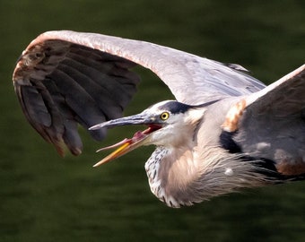 Incoming! Flying Great Blue Heron Wildlife Photography Print in Greenbelt Maryland Matted Signed Wall Art