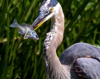 Hunting Heron Wildlife Photography Print in Greenbelt Maryland Matted Signed Wall Art