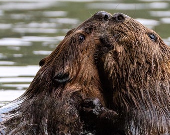 Fighting Beavers Wildlife Photography Print in Greenbelt Maryland Matted Signed Wall Art