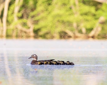 Mama Duck Aura Ducklings Wildlife Photography Print in Greenbelt Maryland Matted Signed Wall Art