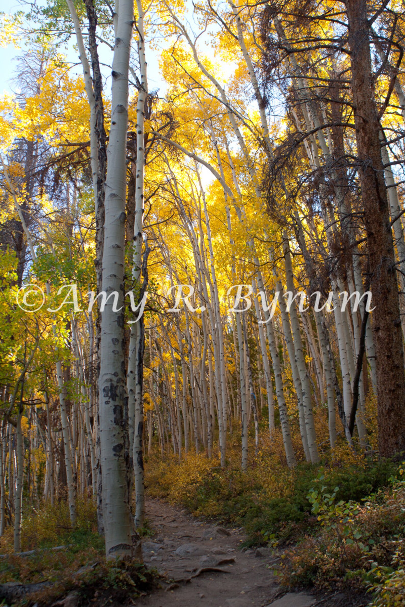 Mountain Path. Aspen Trees With Golden Leaves Frame a Path in Frisco ...