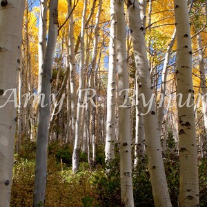 May include: A forest of tall, white aspen trees with yellow leaves in the fall. The trees are close together and their trunks are smooth and white. The leaves are a bright yellow and are starting to fall from the trees.