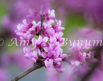 Purple Flowers on Green Background. Fine Art Photography, Canvas or Paper Print