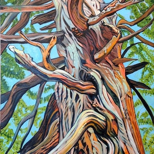 Nookomis Giizhik &quot;Grandmother Cedar&quot;