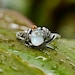 Moonstone Engagement Ring 'Daisy' | Flower ring | Twig ring | Moonstone jewelry | Moonstone ring | Alternative engagement ring