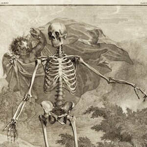 Skeleton Anatomy Art Macabre Art Print Anatomical Science Poster Tabulae Sceleti Old Maps and Prints Oddities and Curiosities image 1