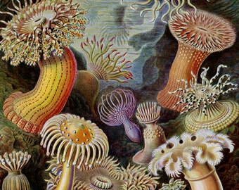 Haeckel's Actiniae Sea Anemones Print - Vintage Ocean Art - Nature Wall Art Print - Marine Decor - Aquatic Poster - Biology Science Art