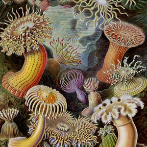 Haeckels Aktinien Seeanemonen drucken - Vintage Ozean Kunst - Natur-Wand-Kunst-Druck - Marine-Dekor - aquatischen Poster - Biologie Wissenschaft Kunst