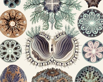 Haeckel's Ascidiae Sea Life Print - Vintage Nature Art - Ocean Print - Marine Decor - Aquatic Biology Poster - Science Art - MP Exclusive