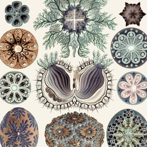 Haeckel&#39;s Ascidiae Sea Life Print - Vintage Nature Art - Ocean Print - Marine Decor - Aquatic Biology Poster - Science Art - MP Exclusive