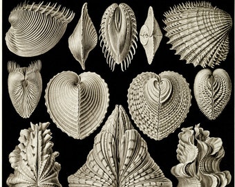 Haeckel's Acephala Seashell Print - Vintage Ocean Art - Nature Wall Art Print - Marine Decor - Aquatic Poster - Biology Science Art