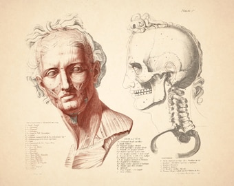 Vintage French Anatomical Chart of the Head and Skull