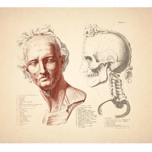 Vintage Franse anatomische grafiek van het hoofd en schedel