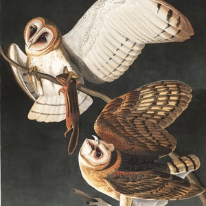 Audubon Scheune Eule Kunstdruck - Vintage Kunstdruck - Natur Kunst - Vogel Malerei - Natur Druck - Eule Dekor - Vogel Kunst - alte Karten und Drucke