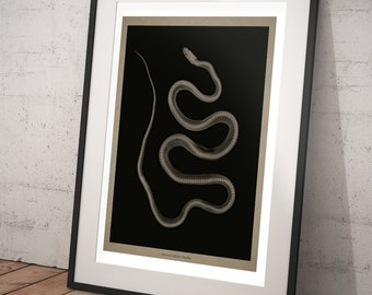 Aesculapian Snake X-ray Art Print, Vintage Radiographic Print, Reptile Oddities Wall Art