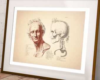 Vintage French Anatomical Chart of the Head and Skull