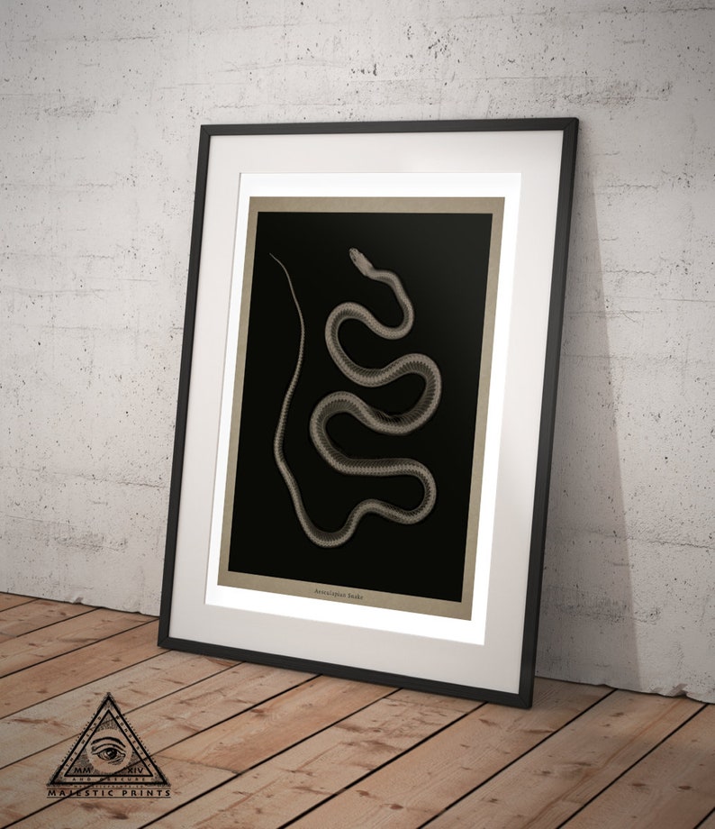 Aesculapian Snake X-ray Art Print Vintage Radiographic Print Reptile Nature Snake Decor Serpentes Zamenis Longissimus Old Prints image 4