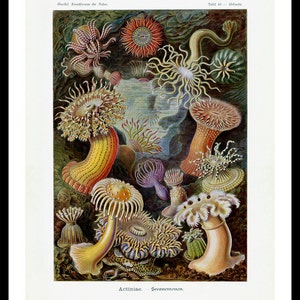 Op de afbeelding: Een vintage wetenschappelijke illustratie getiteld Actiniae - Seeanemonen met een gevarieerde collectie kleurrijke zeeanemonen in verschillende vormen en maten, weergegeven in gedetailleerde tinten geel, oranje, rood, paars en groen tegen een donkere achtergrond.
