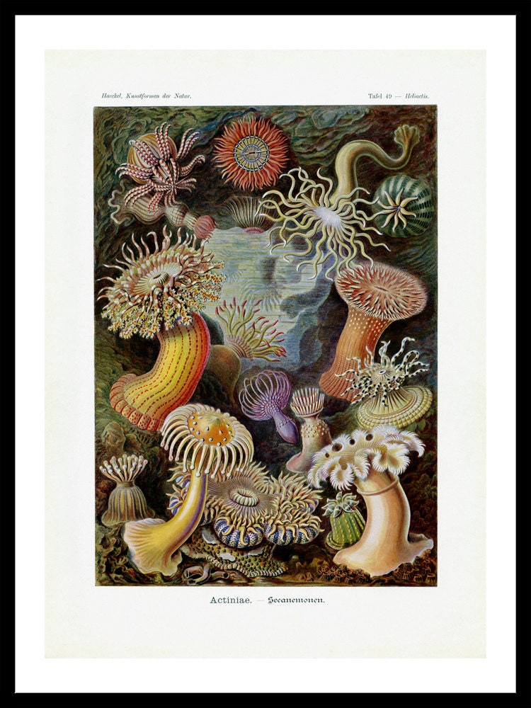 Haeckel's Actiniae Sea Anemones Print - Vintage Ocean Art - Nature Wall Art  Print - Marine Decor - Aquatic Poster - Biology Science Art