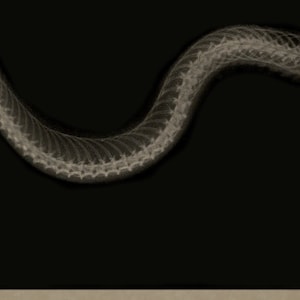Aesculapian Snake X-ray Art Print Vintage Radiographic Print Reptile Nature Snake Decor Serpentes Zamenis Longissimus Old Prints image 2