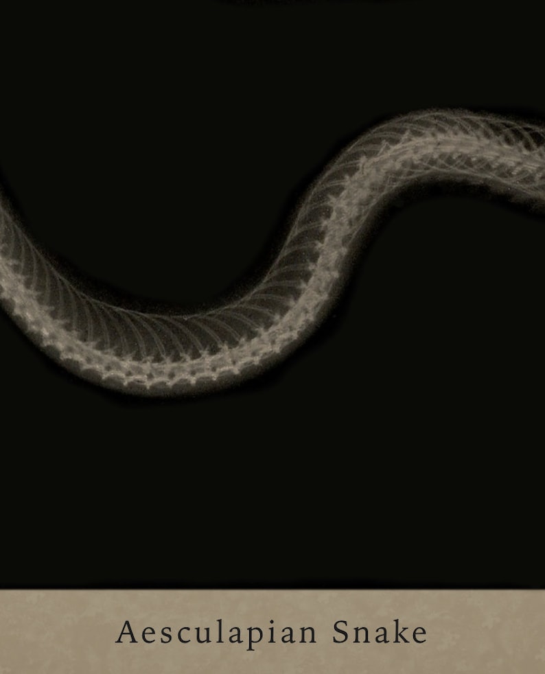 Aesculapian Snake X-ray Art Print Vintage Radiographic Print Reptile Nature Snake Decor Serpentes Zamenis Longissimus Old Prints image 2