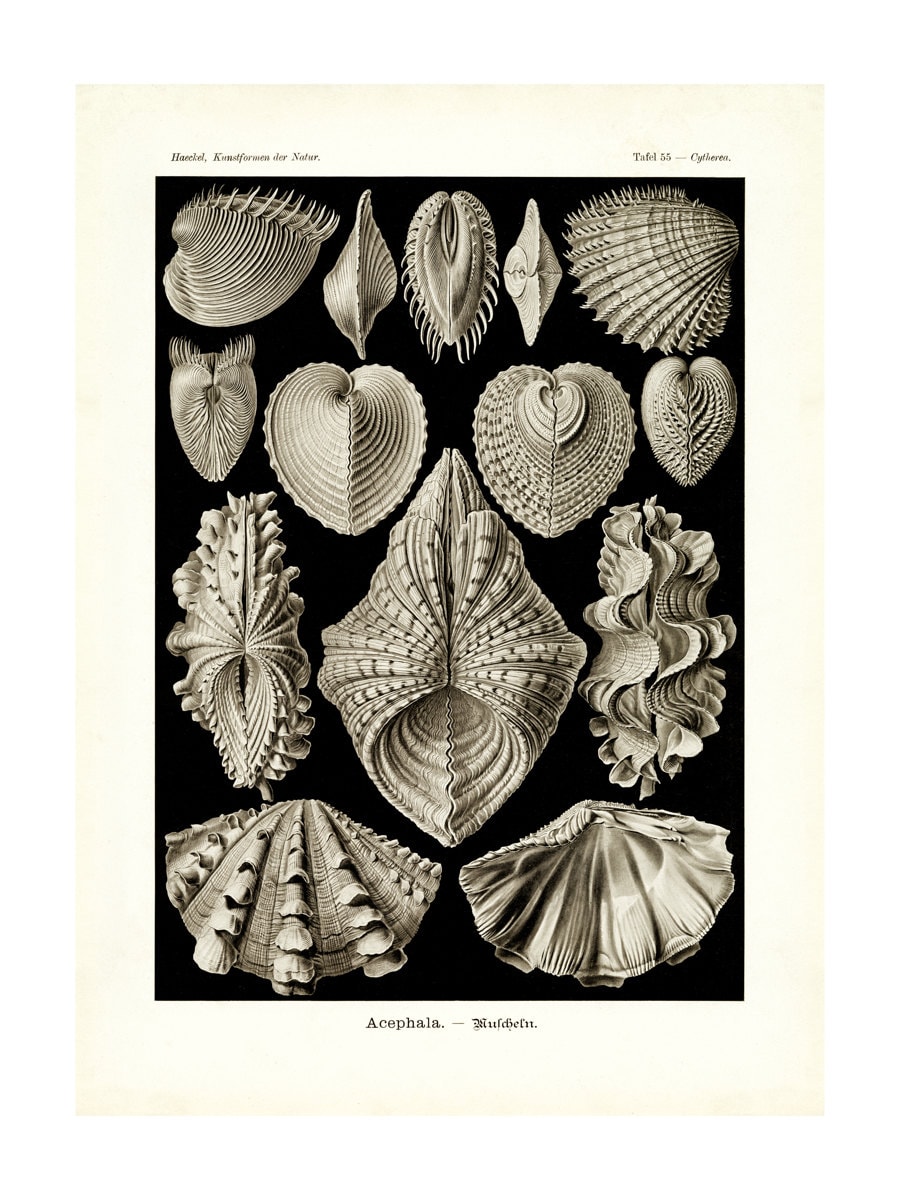 Selection of sea shells print by Science Photo Library