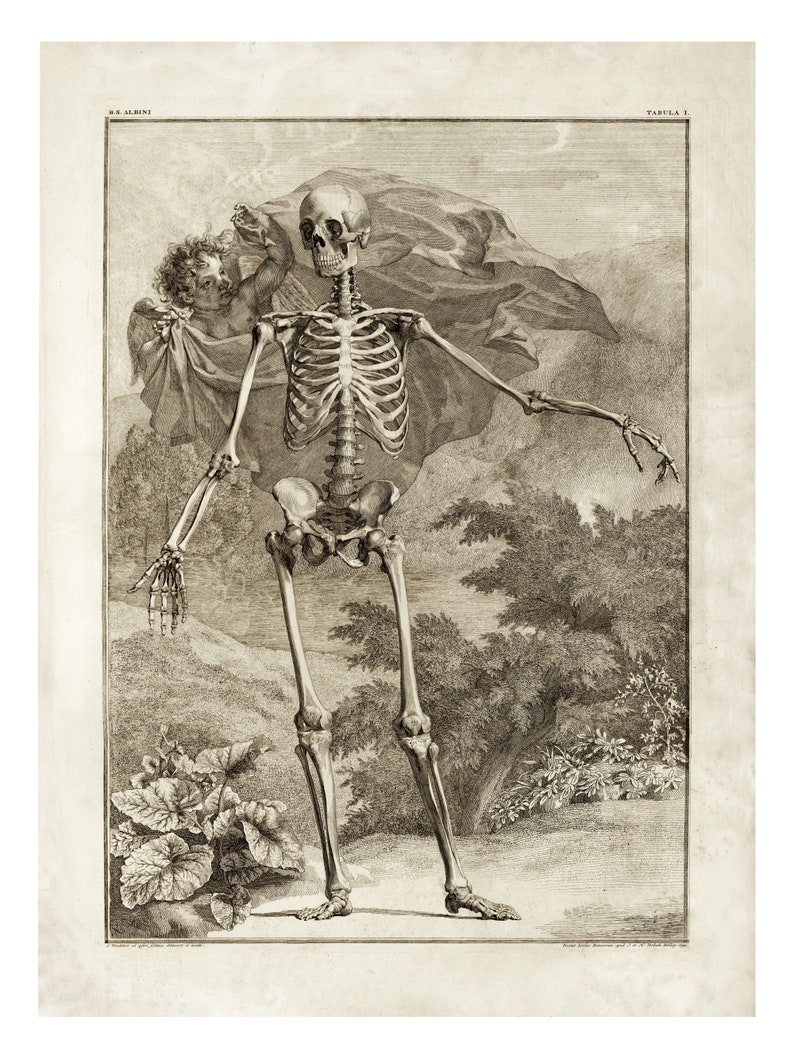 Skeleton Anatomy Art Macabre Art Print Anatomical Science Poster Tabulae Sceleti Old Maps and Prints Oddities and Curiosities image 1