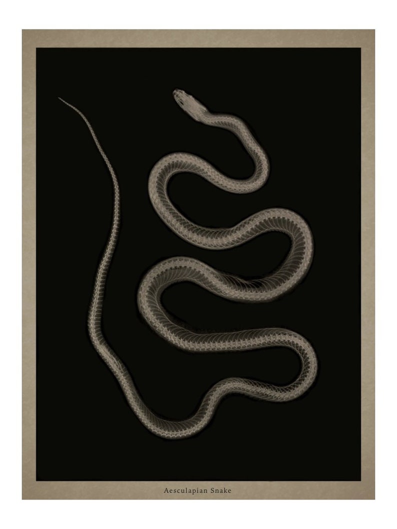 Aesculapian Snake X-ray Art Print Vintage Radiographic Print Reptile Nature Snake Decor Serpentes Zamenis Longissimus Old Prints image 1