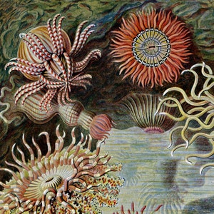 Op de afbeelding: Een gedetailleerde illustratie van diverse zeeanemonen met levendige tentakels in tinten oranje, rood en cr&egrave;me. De organismen vertonen radiale symmetrie, waarbij sommige gestreepte patronen op hun tentakels hebben en andere centrale schijven tonen.