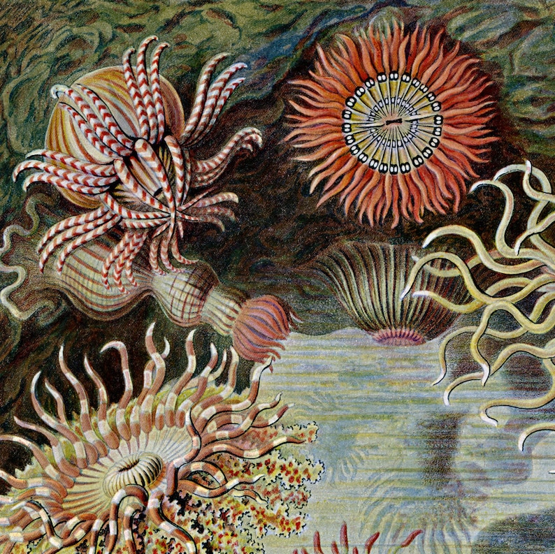 Op de afbeelding: Een gedetailleerde illustratie van diverse zeeanemonen met levendige tentakels in tinten oranje, rood en cr&egrave;me. De organismen vertonen radiale symmetrie, waarbij sommige gestreepte patronen op hun tentakels hebben en andere centrale schijven tonen.