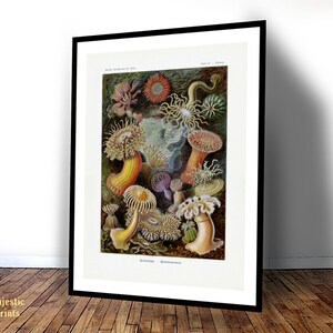 Op de afbeelding: Een ingelijste wetenschappelijke print met een gedetailleerde illustratie van diverse zeeanemonen in tinten oranje, geel, paars en groen. Het kunstwerk toont meerdere mariene organismen met tentakels en stelen tegen een donkere achtergrond, gelabeld als Actiniae.