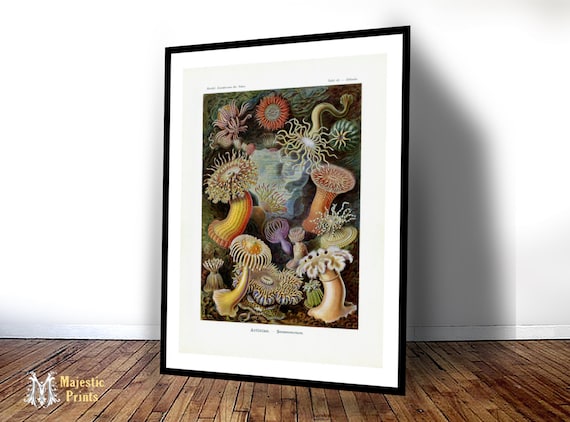 Buy Haeckel's Actiniae Sea Anemones Print - Vintage Ocean Art