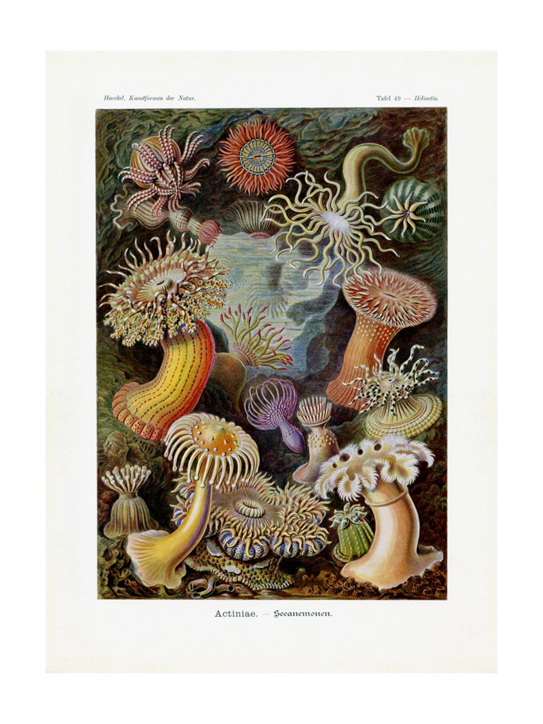 Haeckel's Actiniae Sea Anemones Print - Vintage Ocean Art - Nature