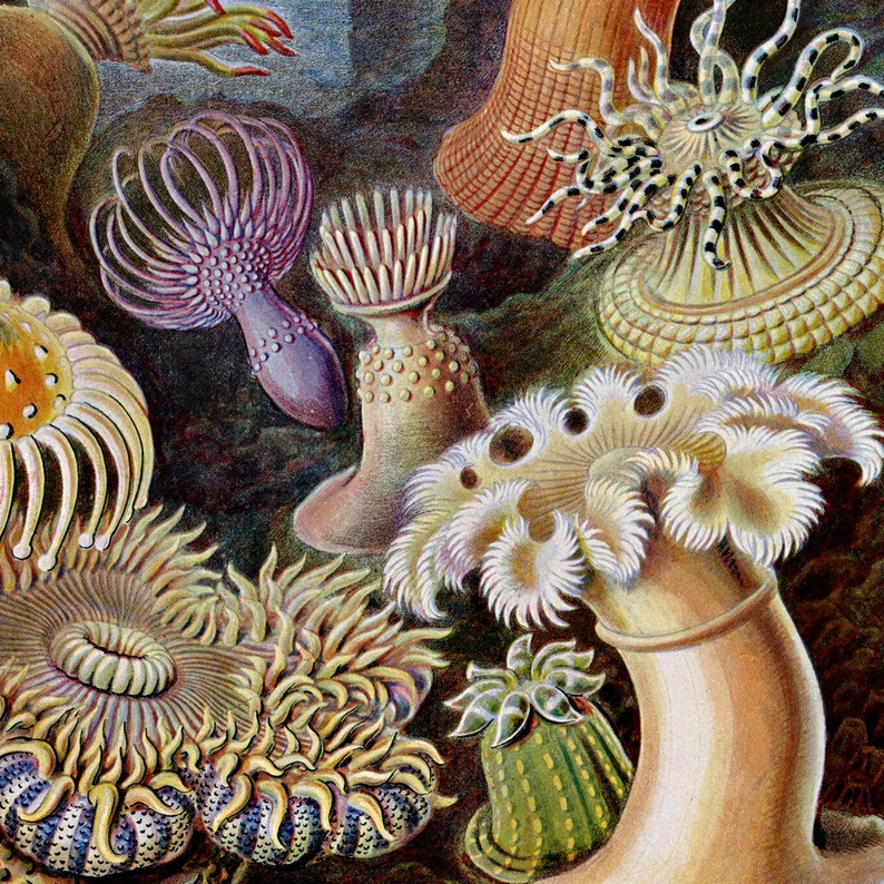 Op de afbeelding: Een gedetailleerde illustratie van diverse zeeanemonen in tinten paars, geel, groen en wit. De organismen vertonen uiteenlopende tentakelstructuren, waaronder lange gestreepte filamenten, bolvormige texturen en geplooide, vederachtige randen.