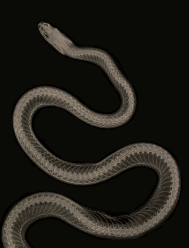Aesculapian Snake X-ray Art Print Vintage Radiographic Print Reptile Nature Snake Decor Serpentes Zamenis Longissimus Old Prints image 3