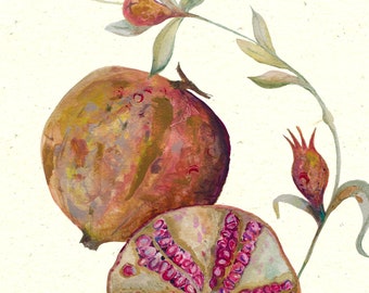 Vintage style fruit illustration, sliced pomegranate botanical print