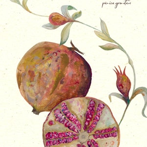 Vintage style fruit illustration, sliced pomegranate botanical print